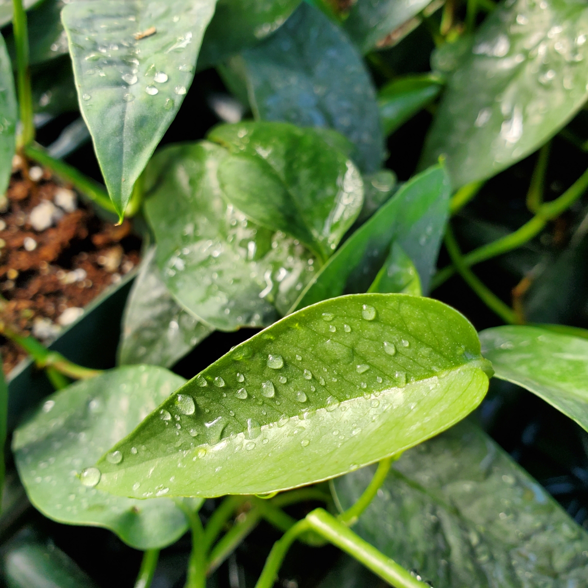 Cebu Blue Pothos - Image 2