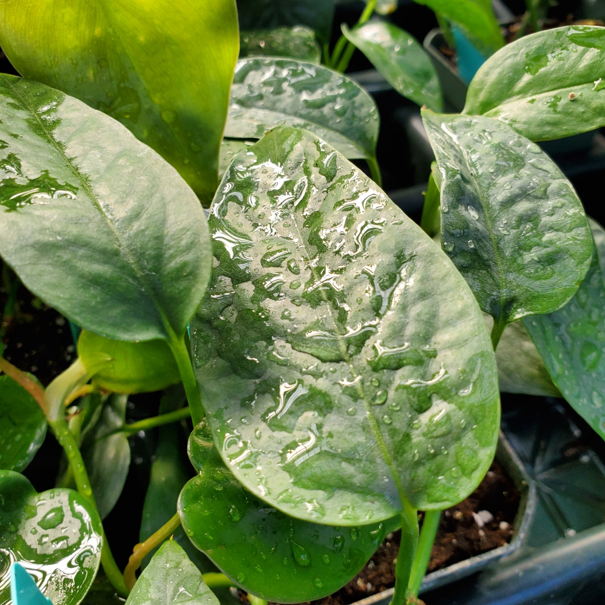 Cebu Blue Pothos - Image 3