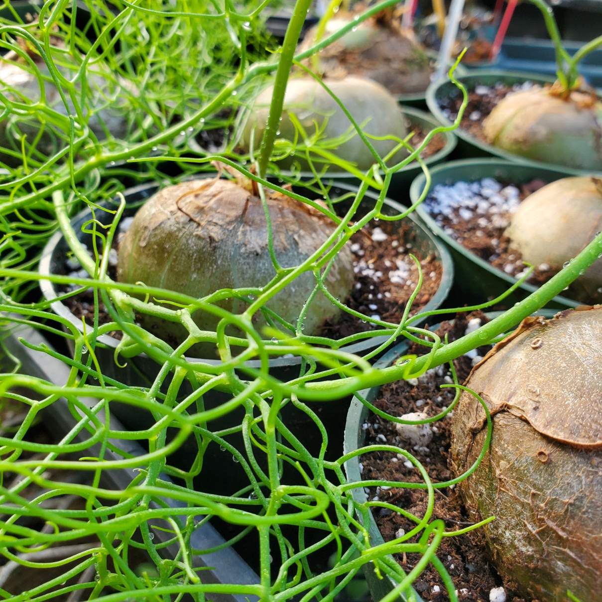 Climbing Onion - Image 2