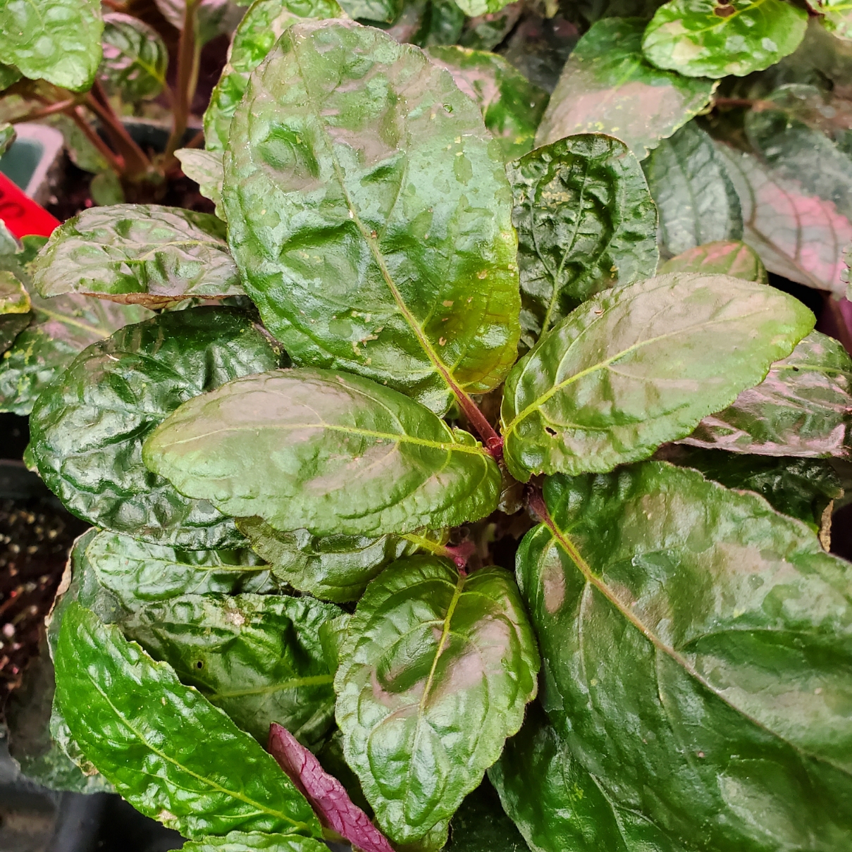 Purple Waffle Plant - Image 3