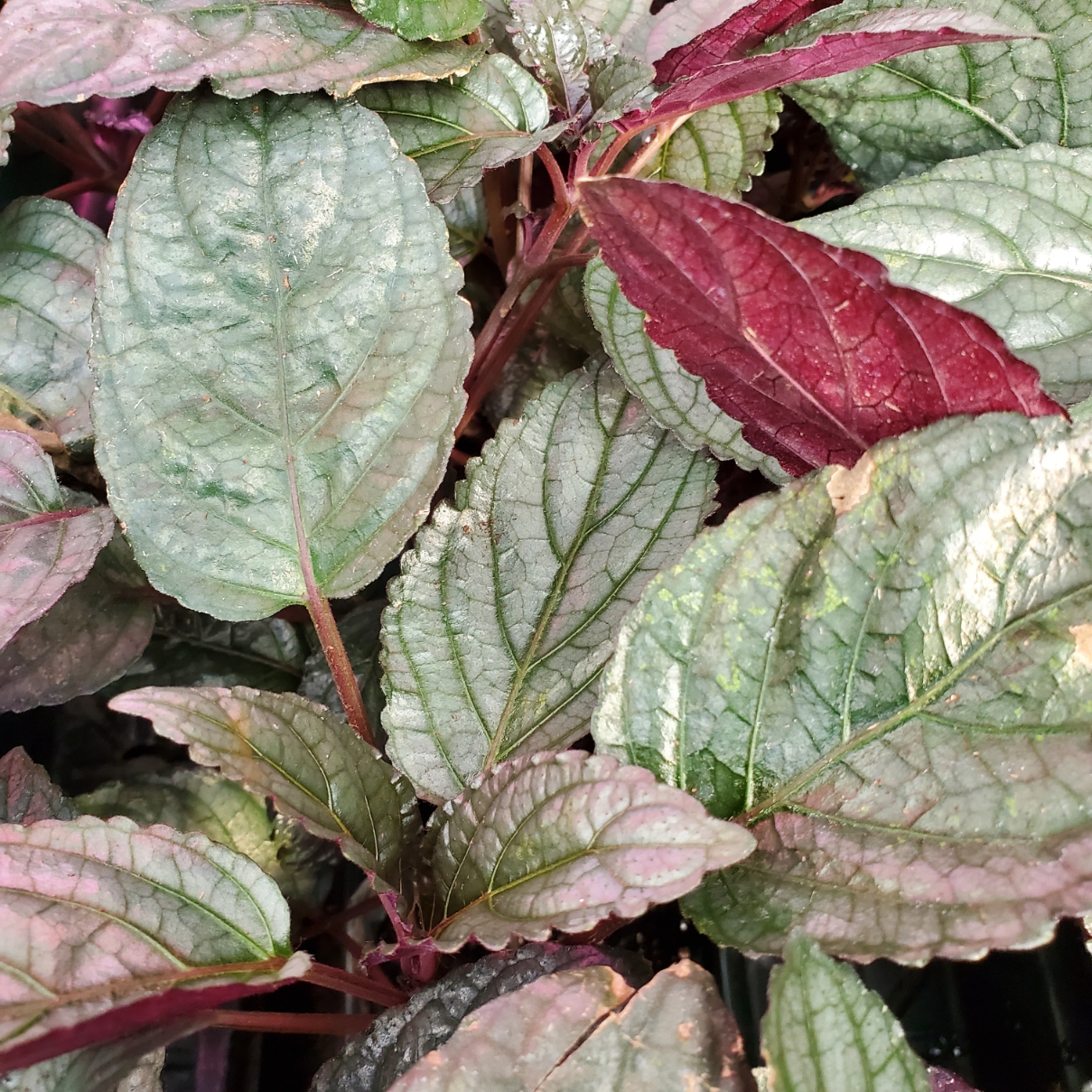 Purple Waffle Plant - Image 2