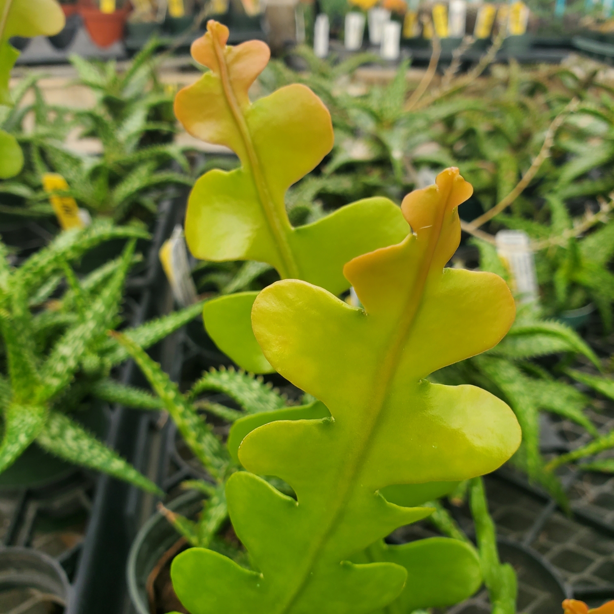 Fishbone Cactus, Ric Rac Cactus - Image 3