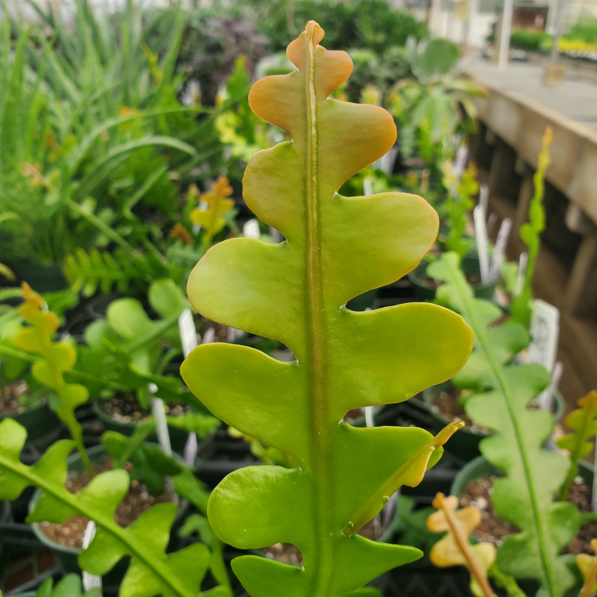 Fishbone Cactus, Ric Rac Cactus - Image 2