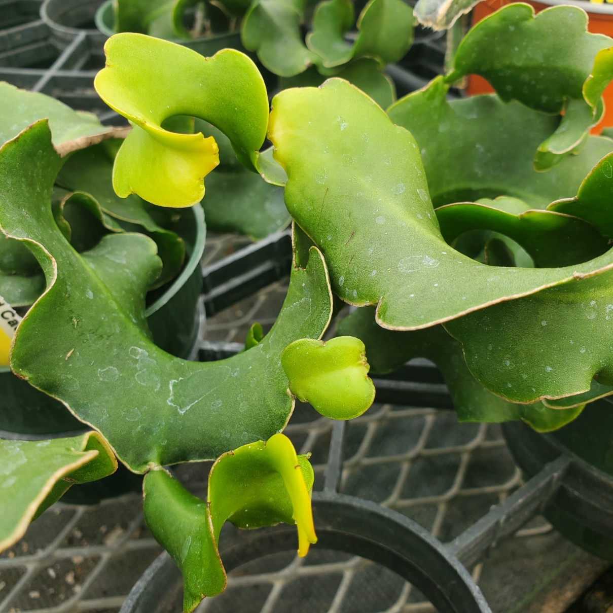 Curly Locks Orchid Cactus - Image 3