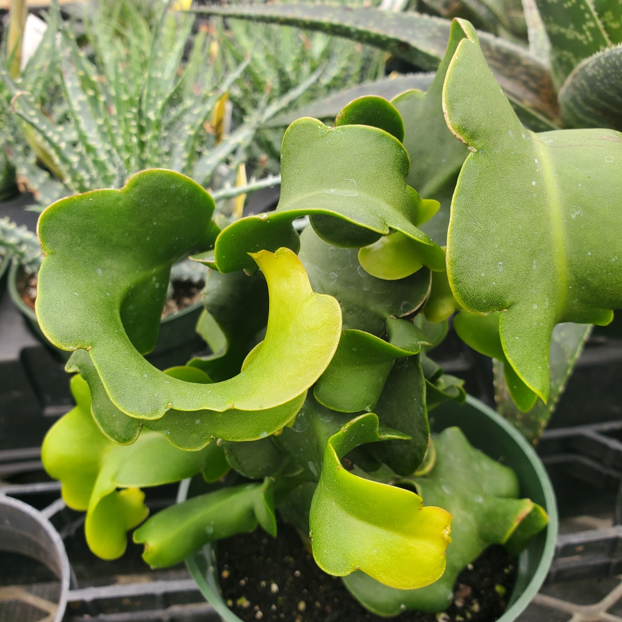 Curly Locks Orchid Cactus - Image 2