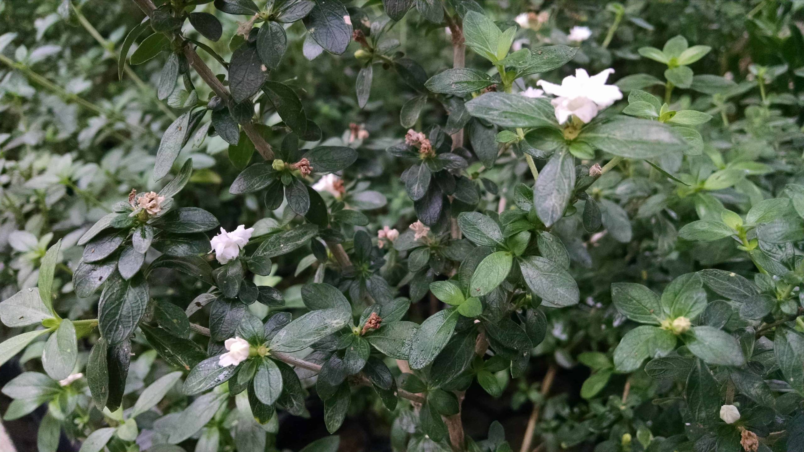 Tree Of A Thousand Stars, Serissa - Image 2