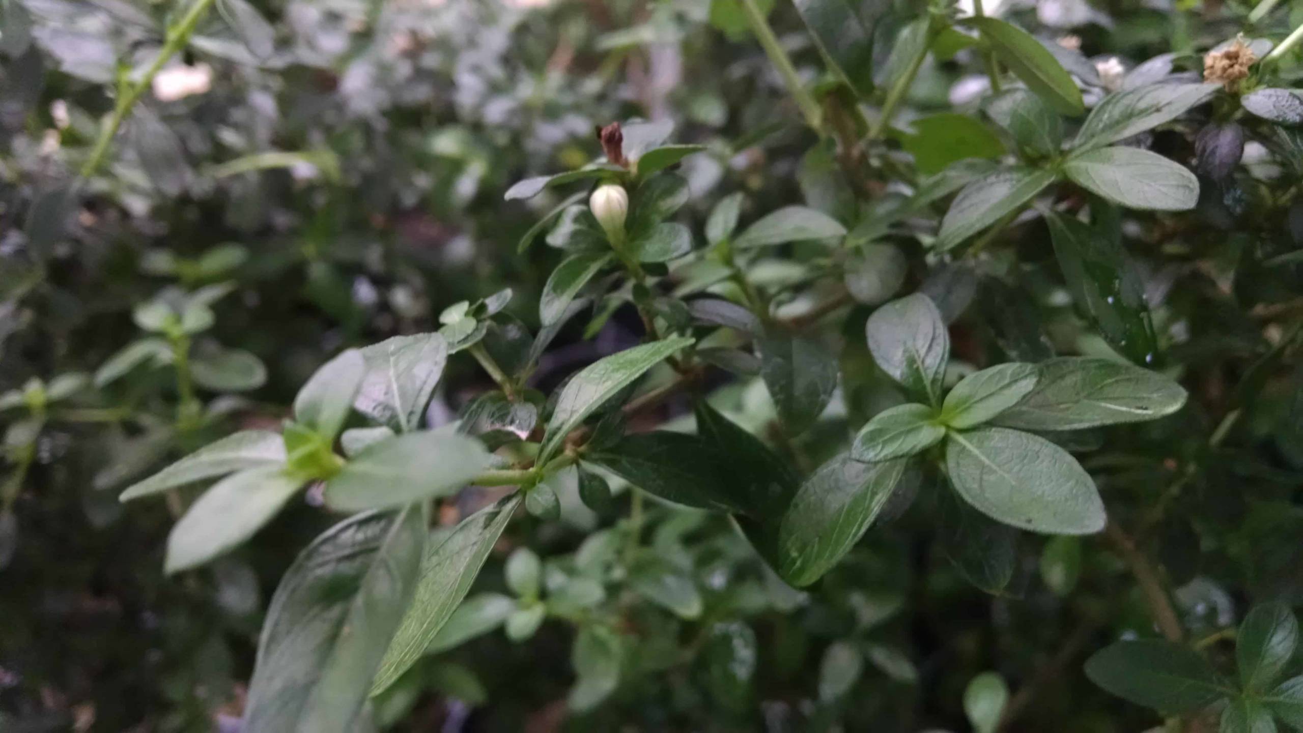 Tree Of A Thousand Stars, Serissa - Image 3