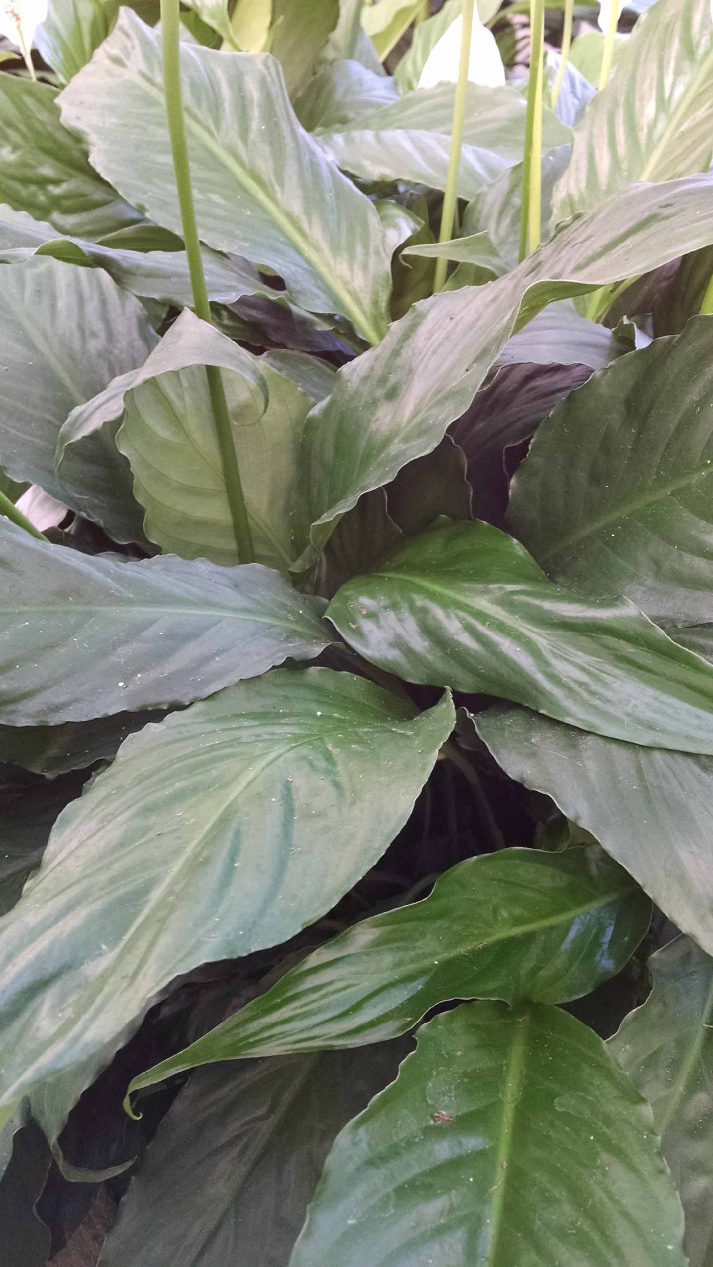 Peace Lily - Image 3