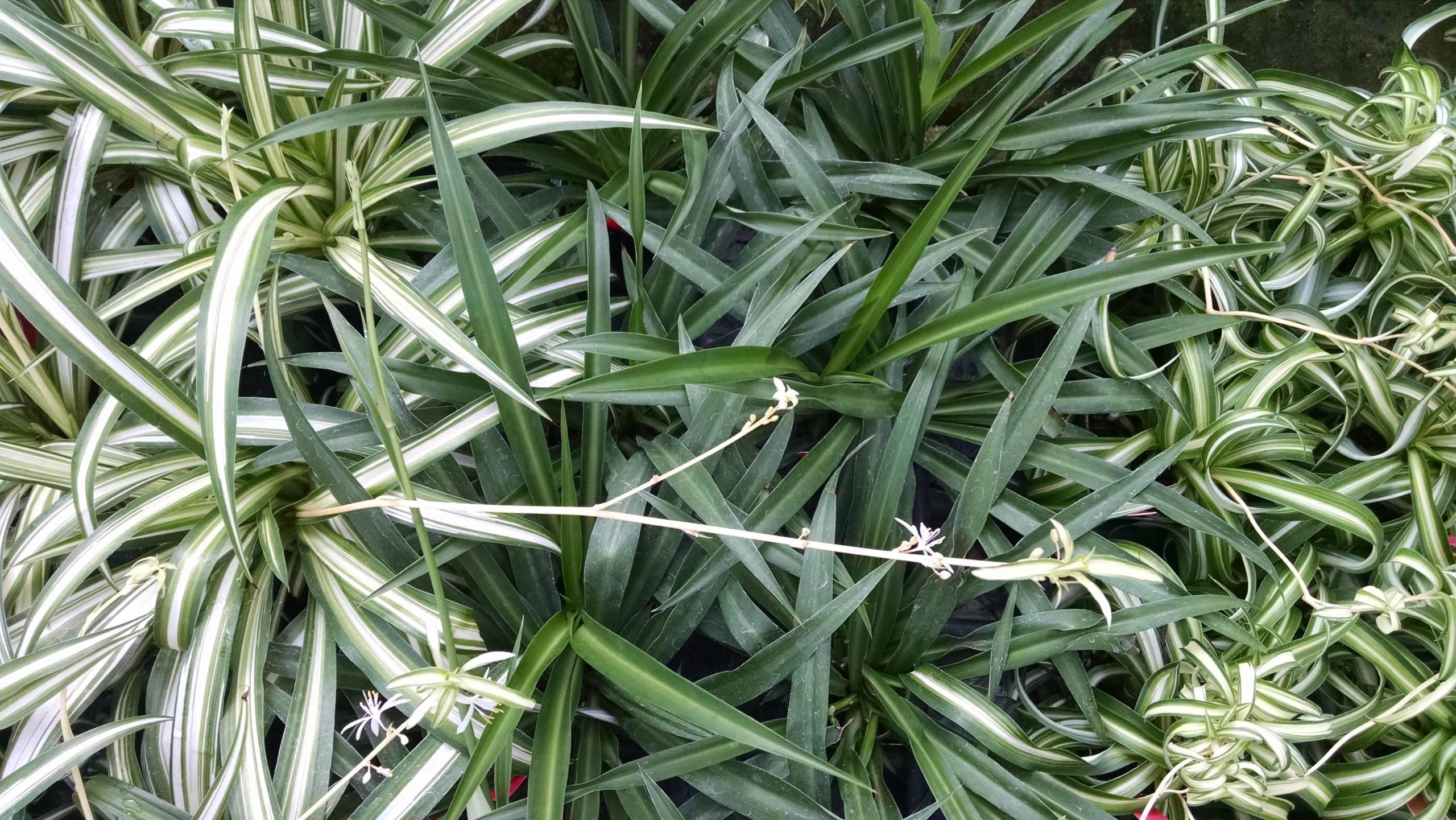 Spider Plant Collection - Image 3