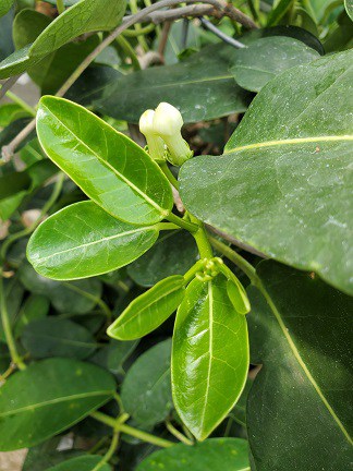 Madagascar Jasmine - Image 4