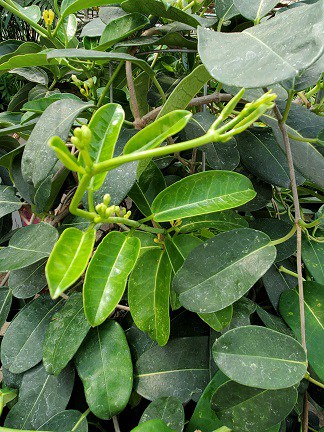 Madagascar Jasmine - Image 3