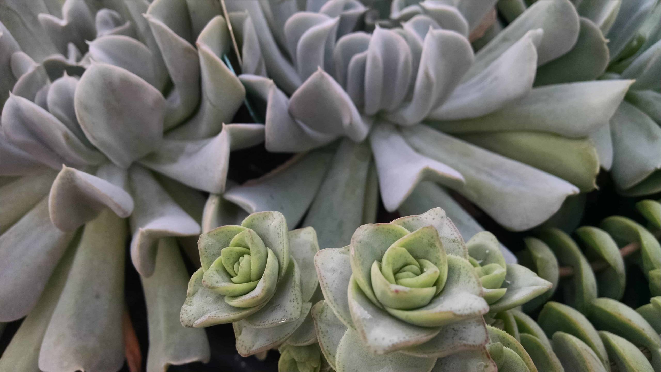 Succulent Collection - Image 2