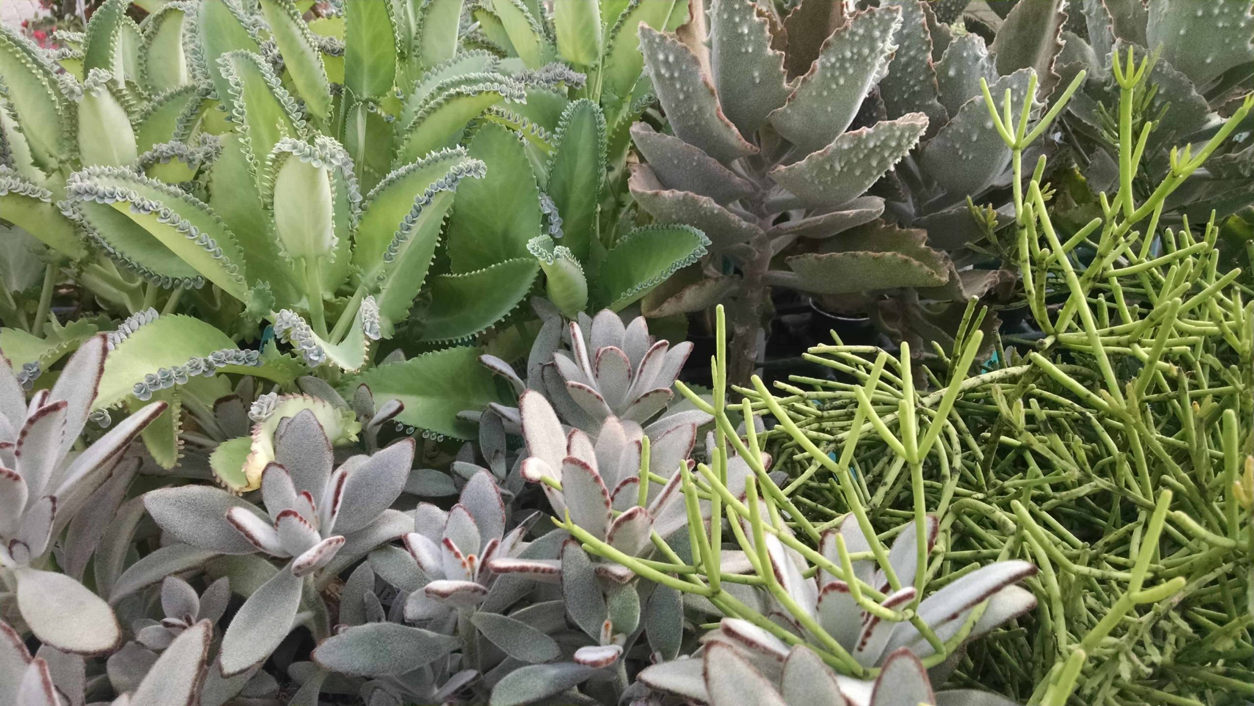 Succulent Collection - Image 3