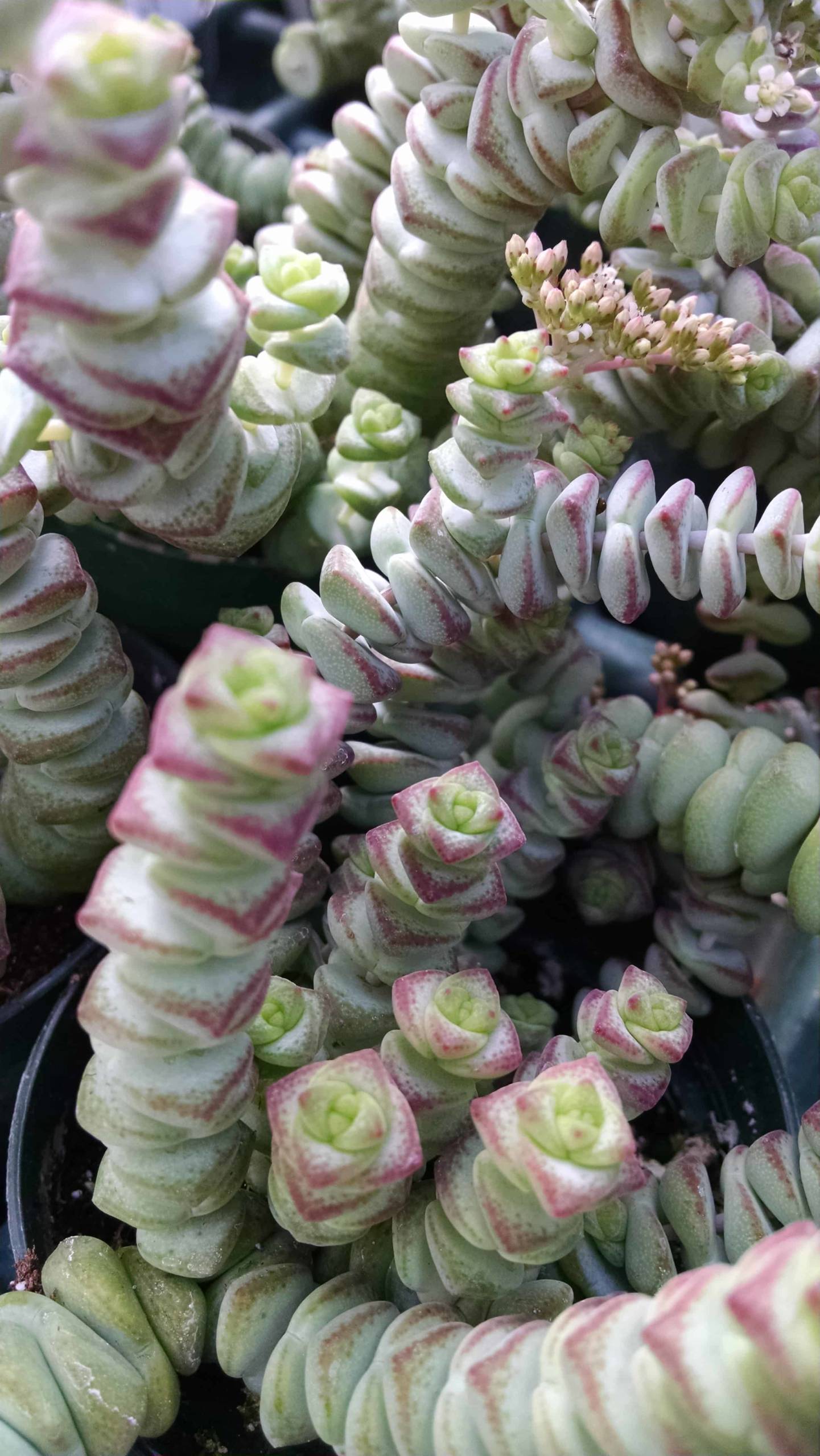 Hottentot Crassula - Image 2