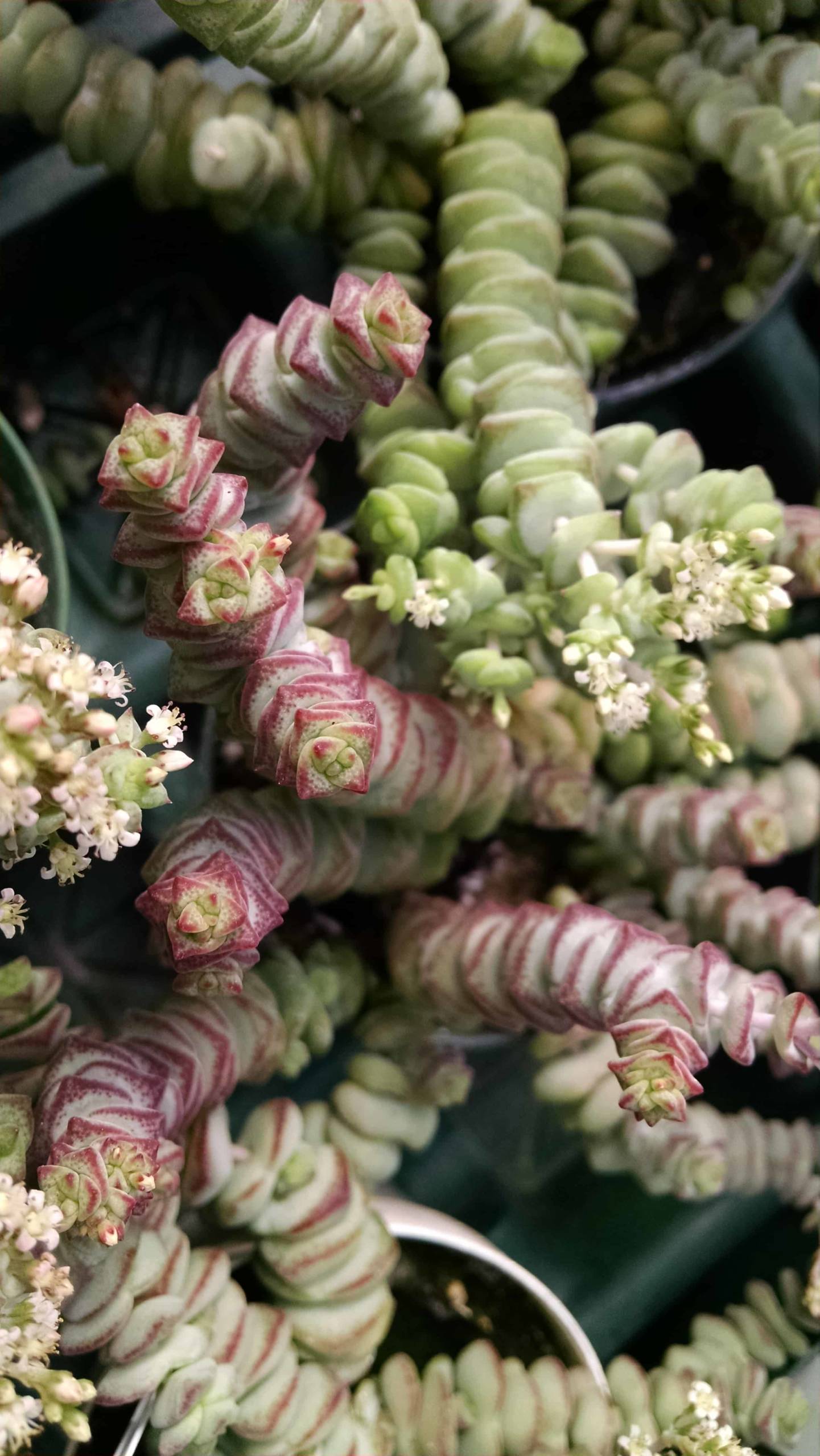 Hottentot Crassula - Image 3