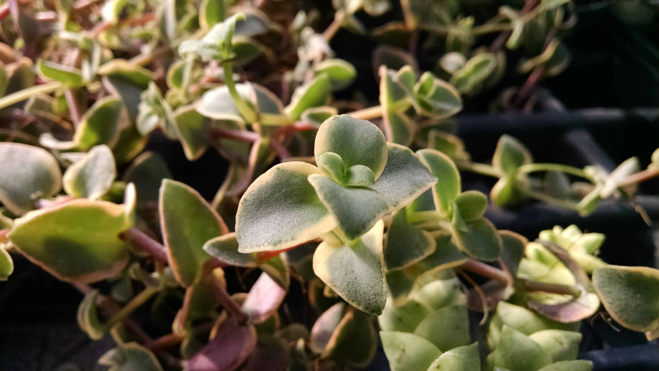 Crassula Pellucida - Image 2