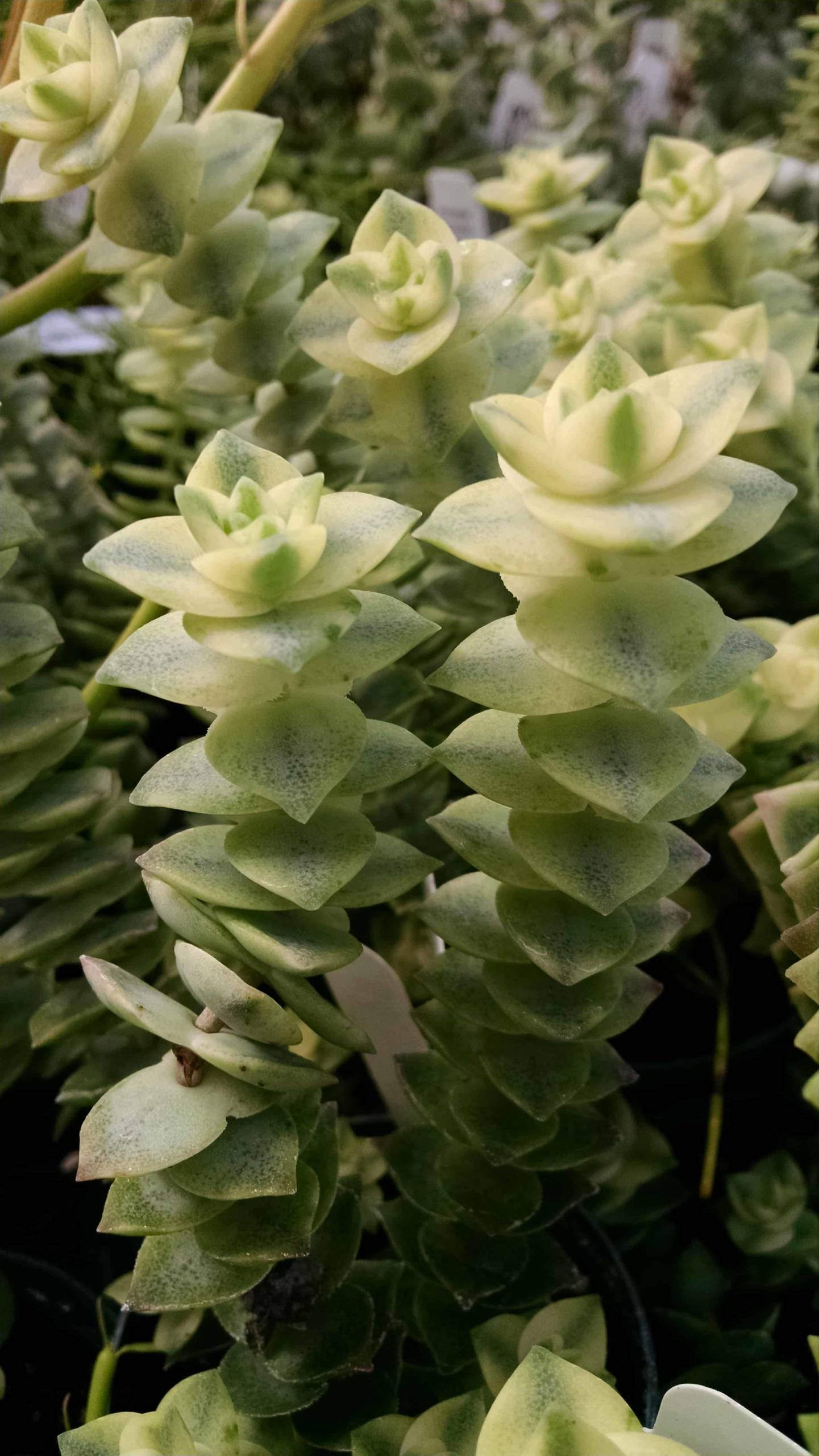 Variegated String Of Buttons - Image 2