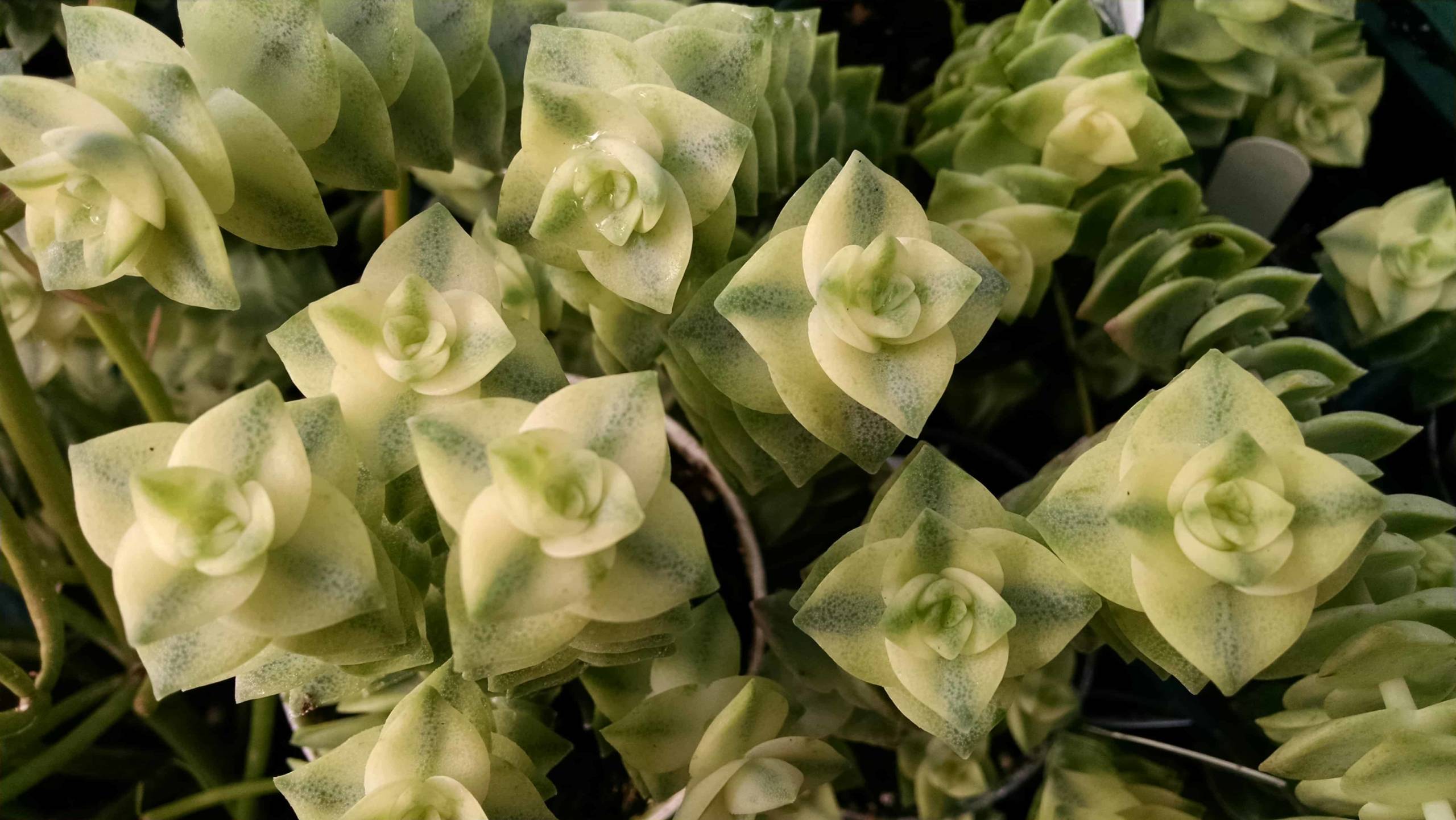 Variegated String Of Buttons - Image 3