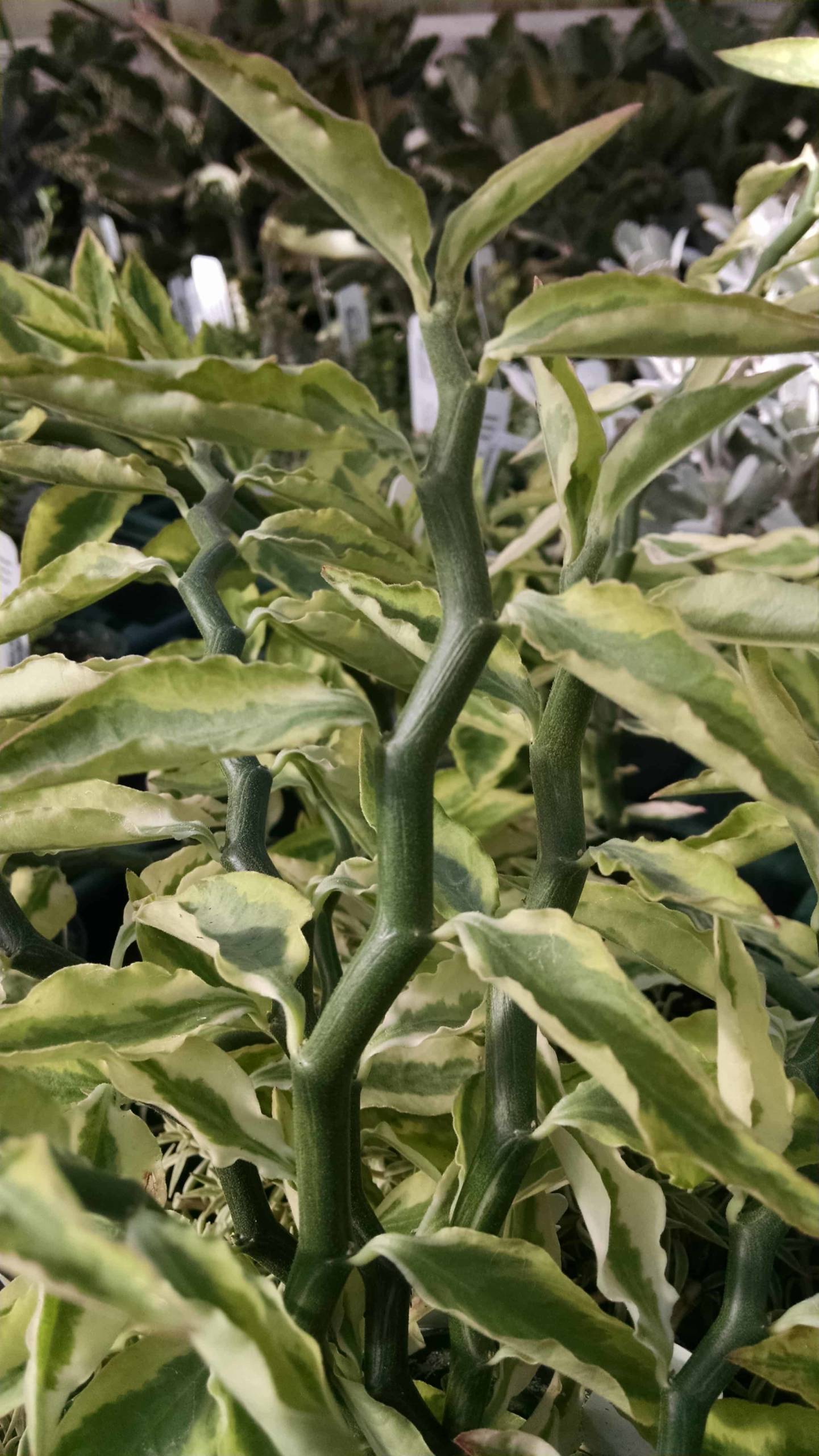 Devil's Backbone - Image 2