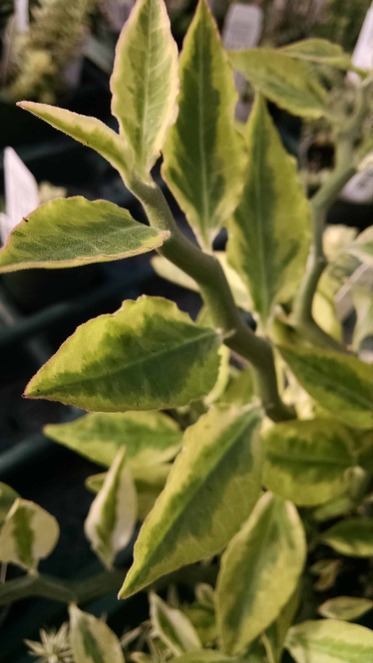 Devil's Backbone - Image 3