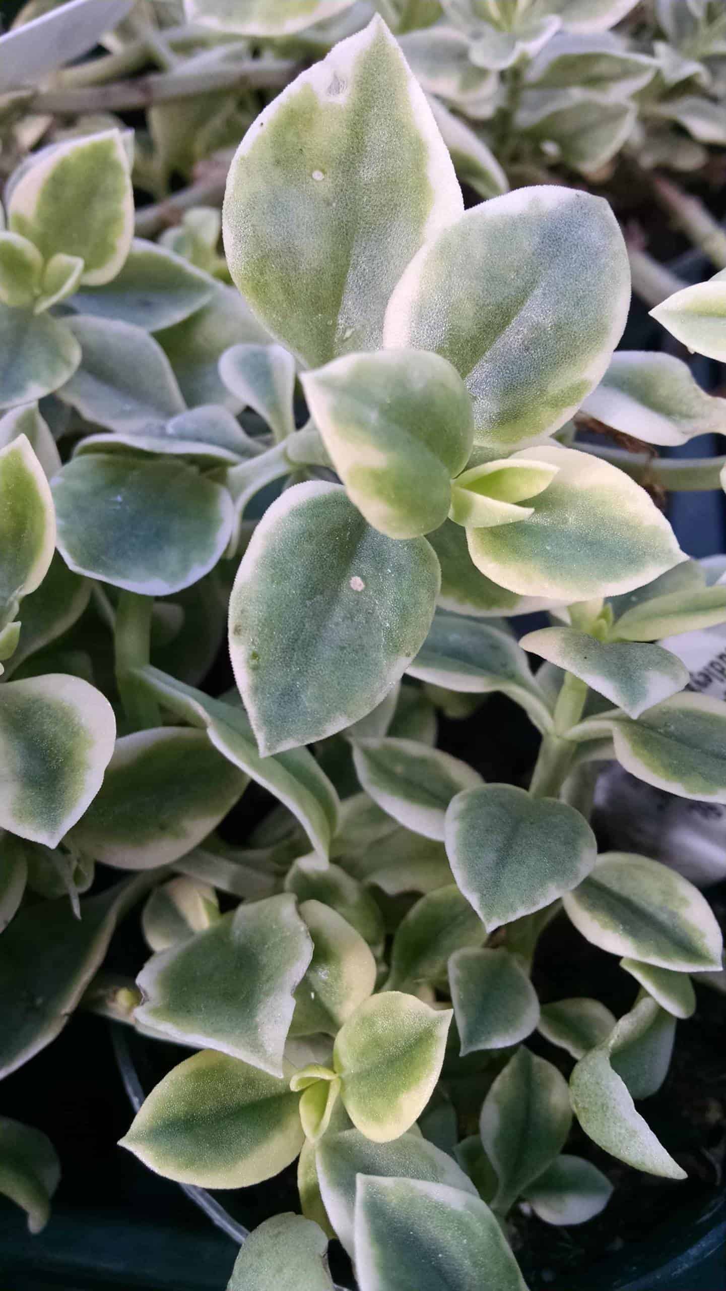 Mezoo Doroeanthus - Image 2