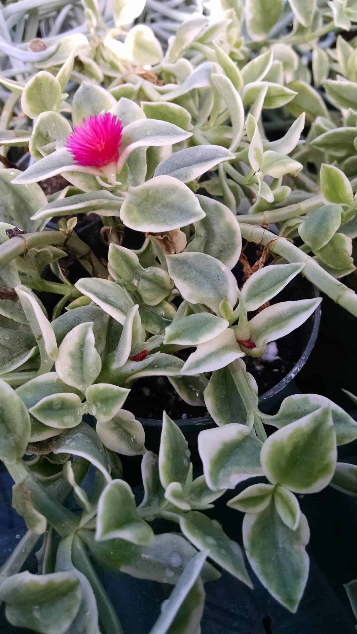 Mezoo Doroeanthus - Image 3