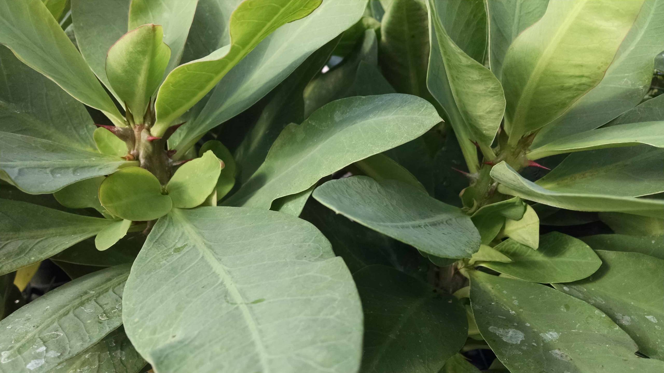 Hybrid Crown Of Thorns - Image 3