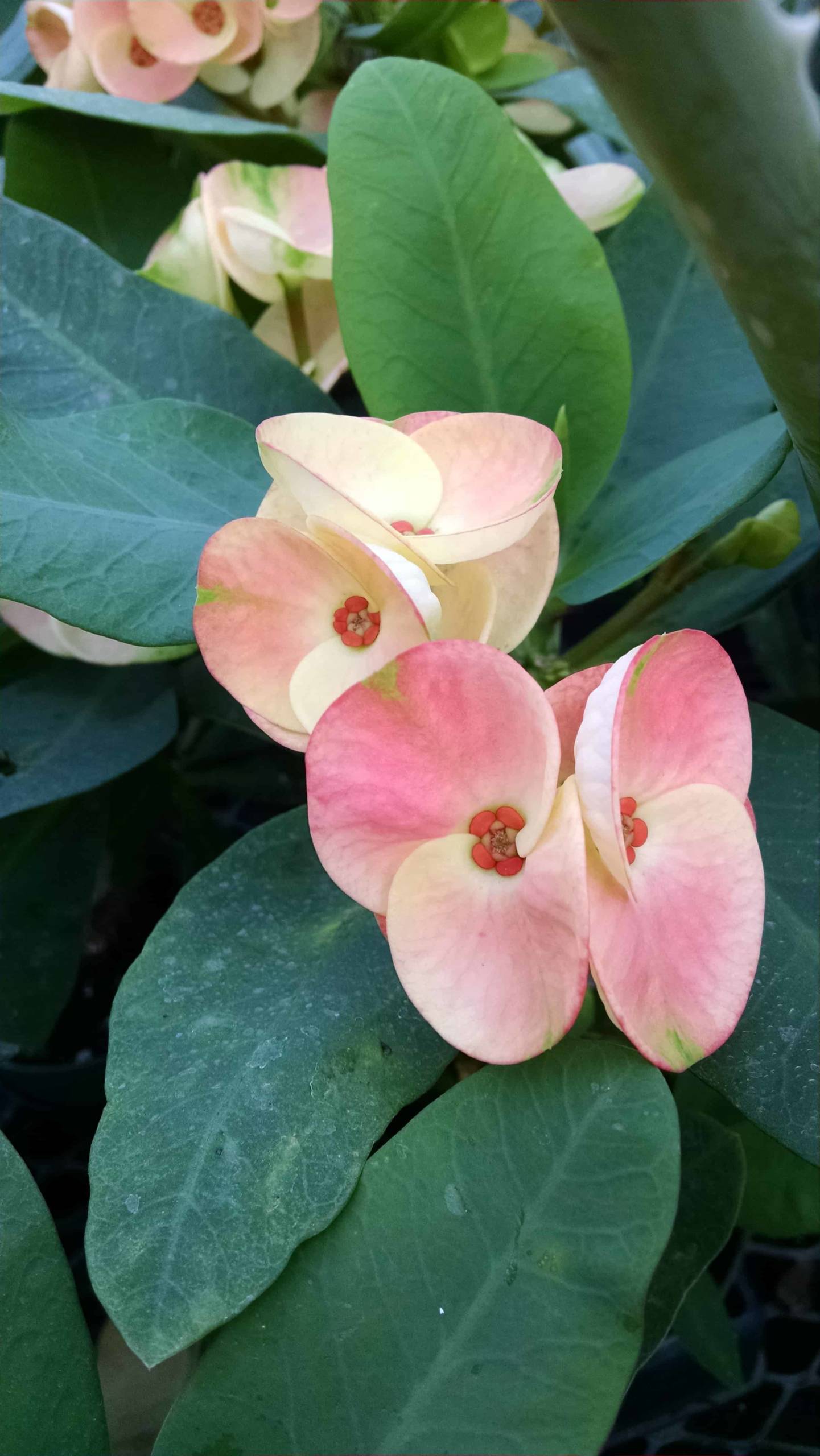 Hybrid Crown Of Thorns - Image 2