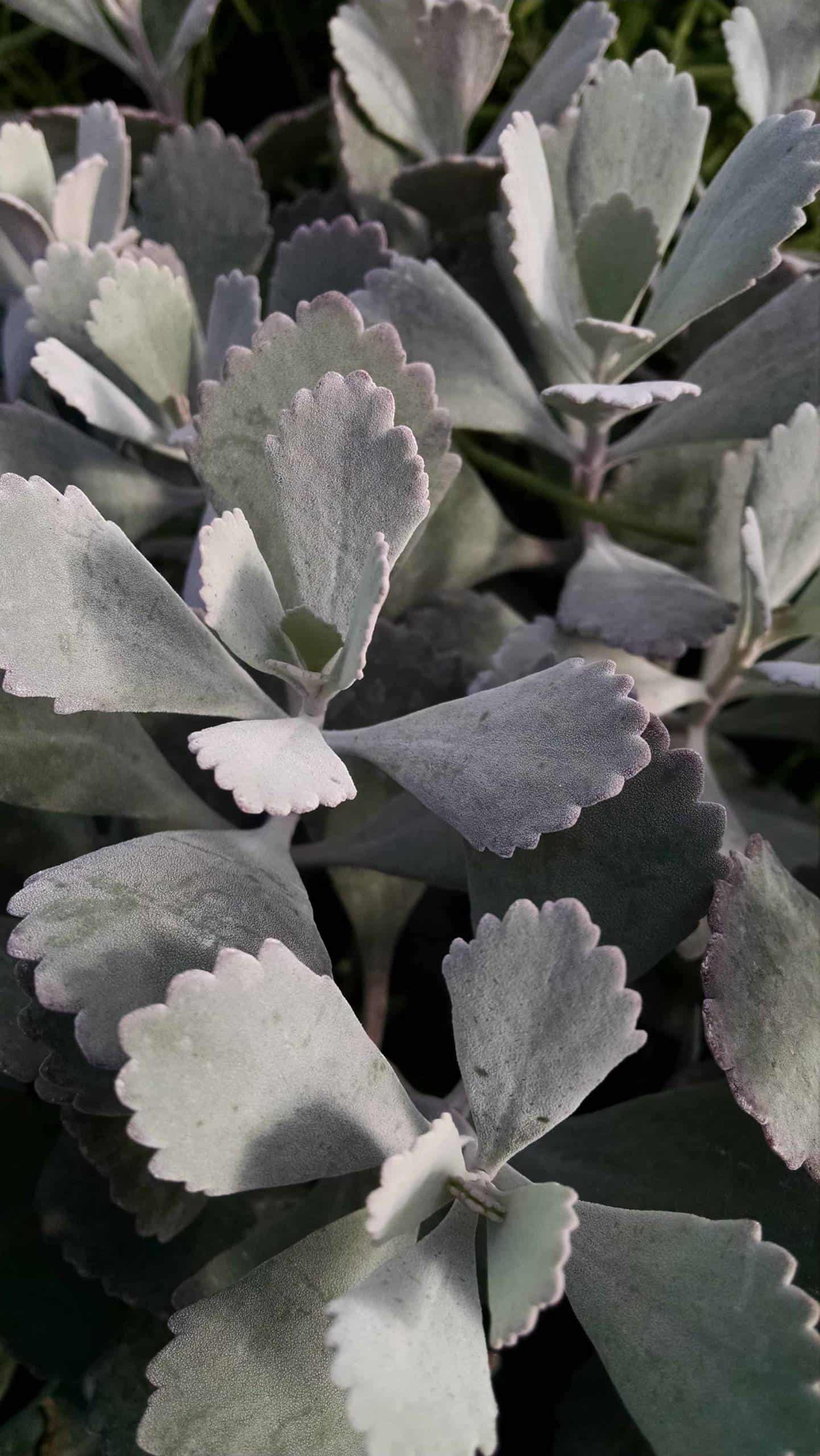 Flower Dust Plant - Image 2