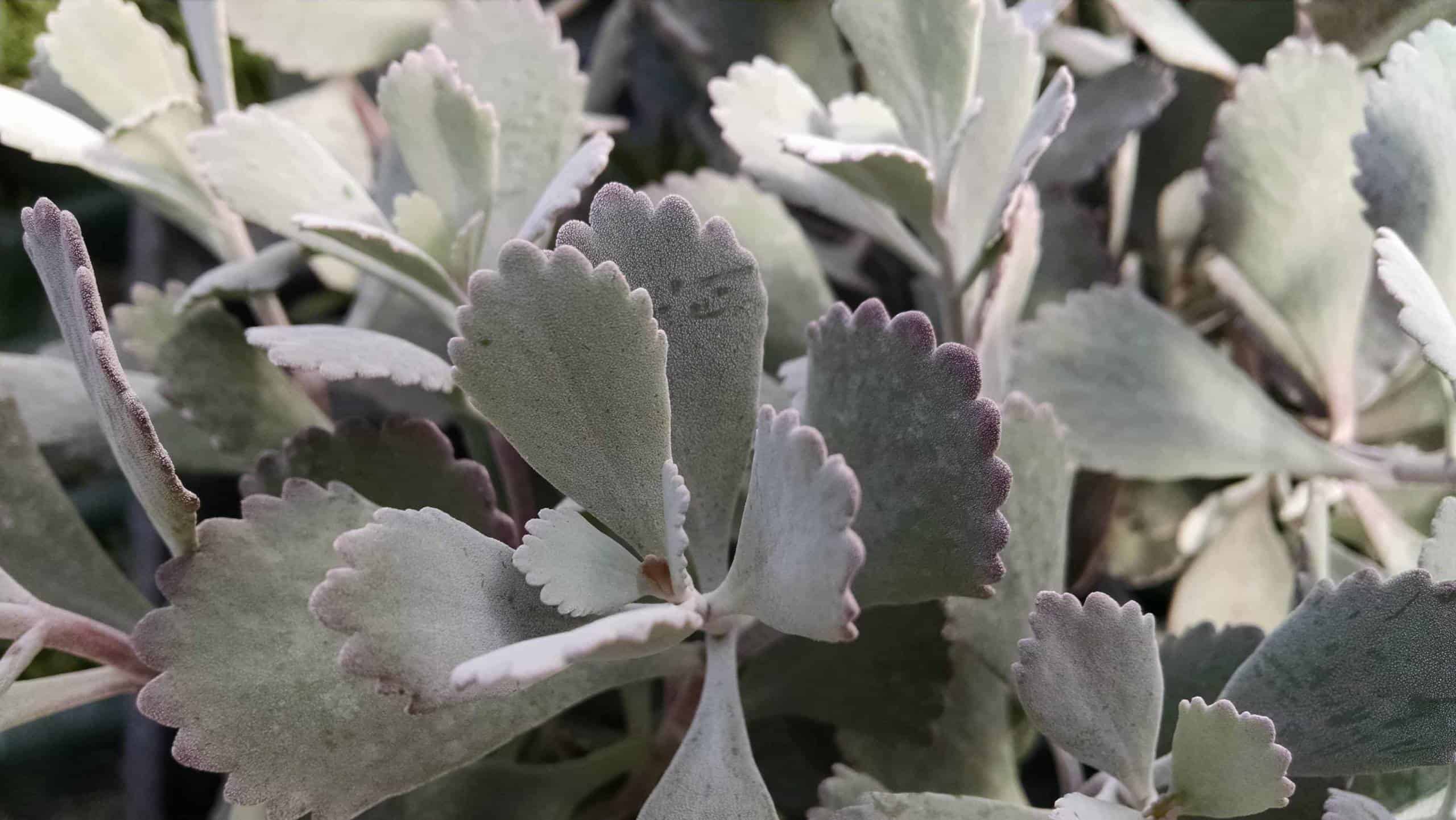 Flower Dust Plant - Image 3