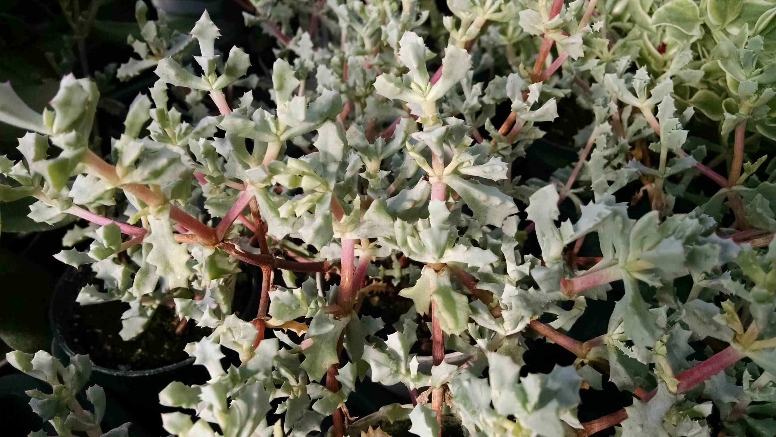 Pink Ice Plant - Image 2