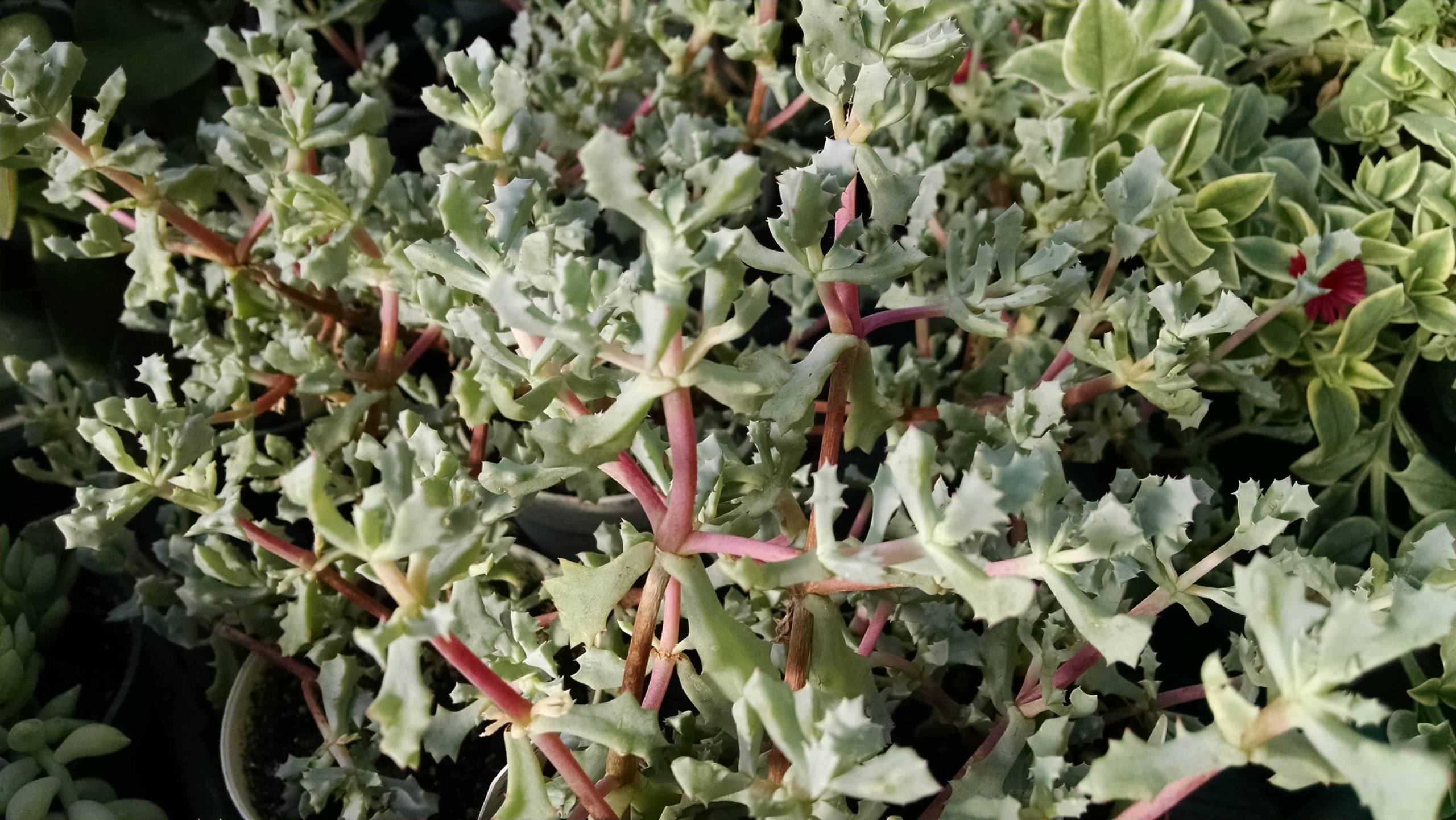 Pink Ice Plant - Image 3