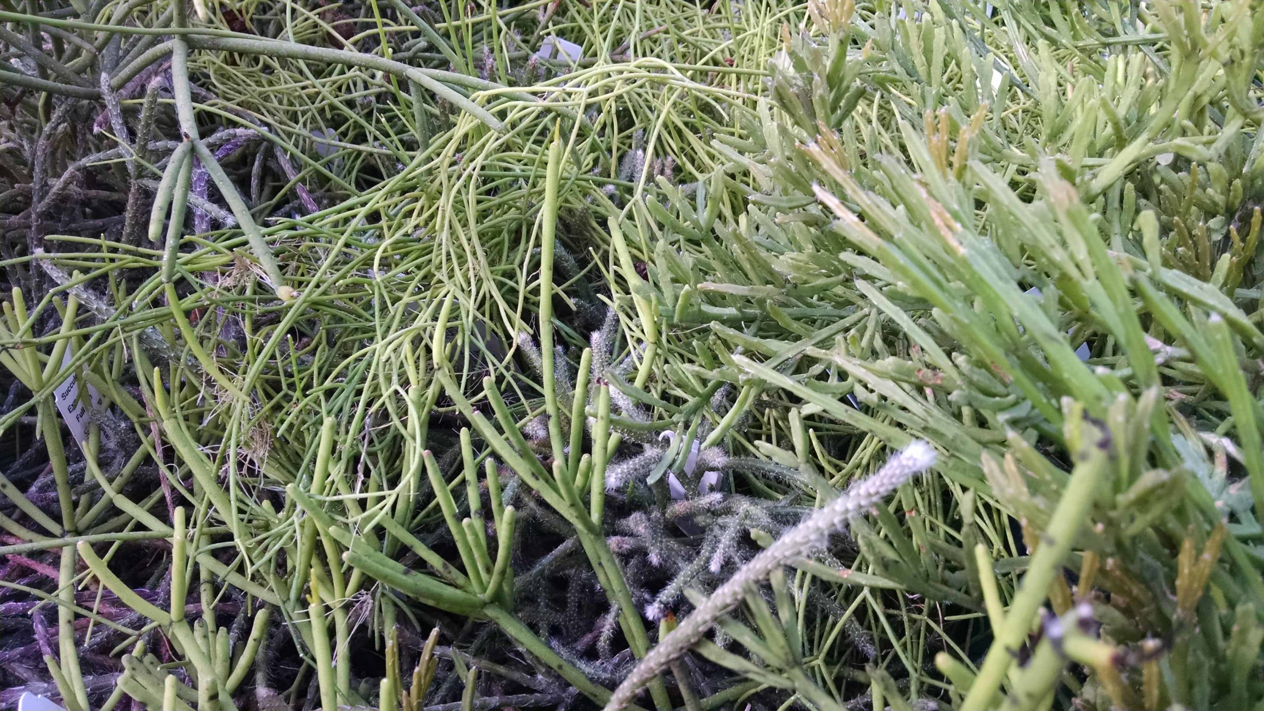 Rhipsalis Collection - Image 2