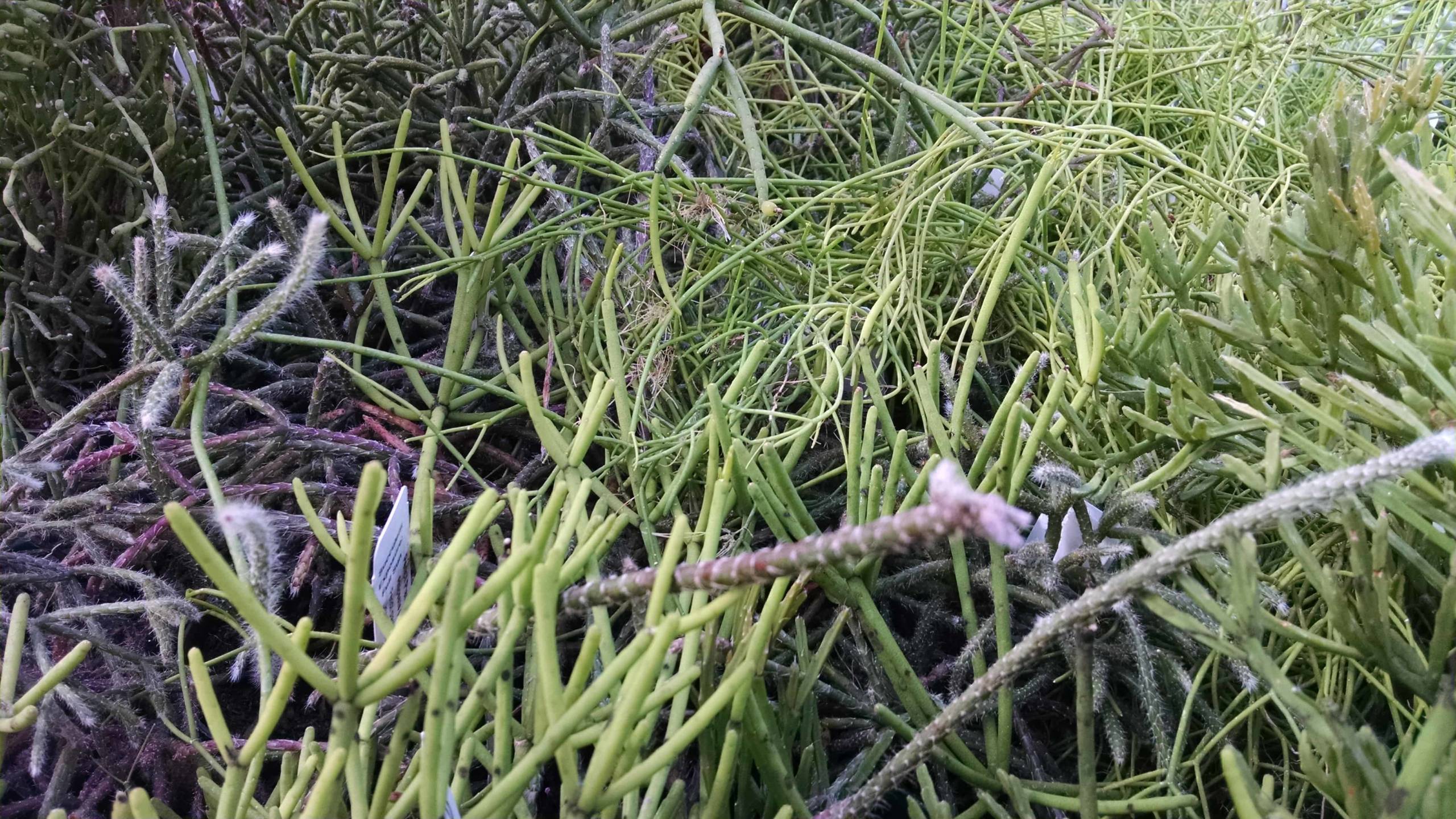 Rhipsalis Collection - Image 3