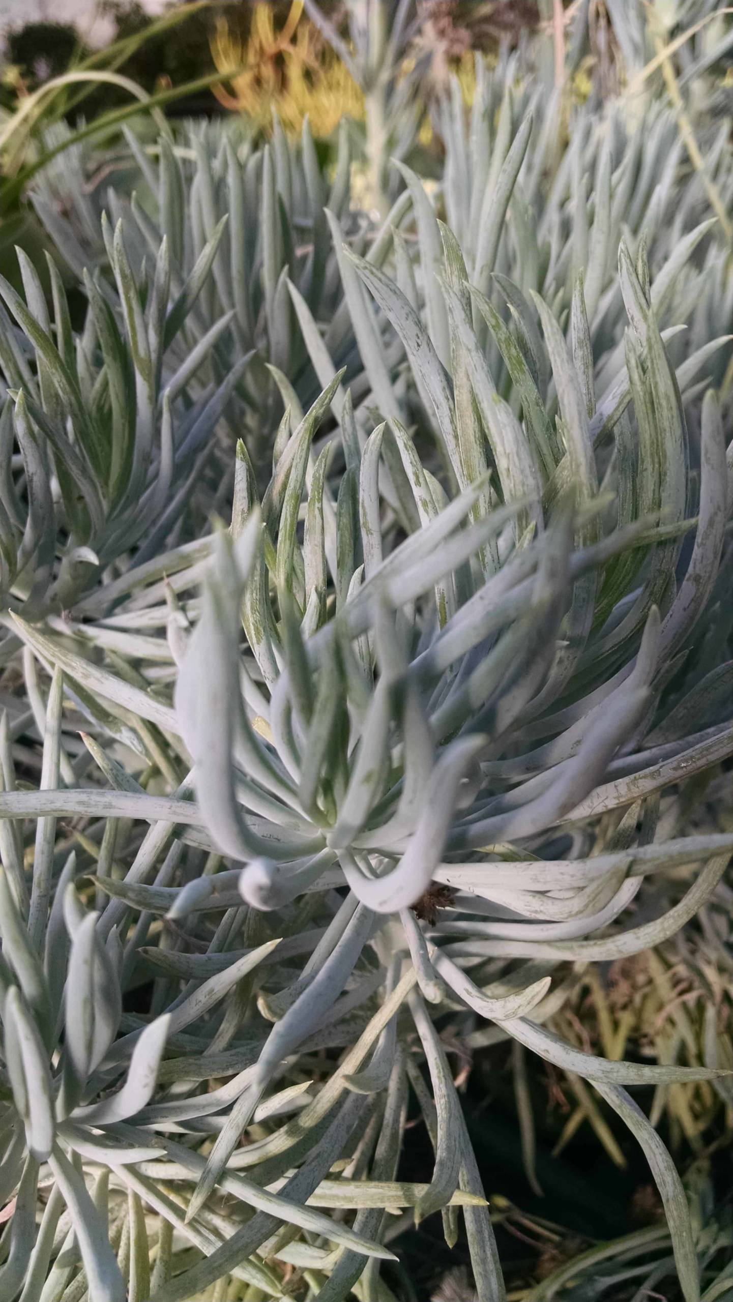 Kilimanjaro Senecio - Image 2