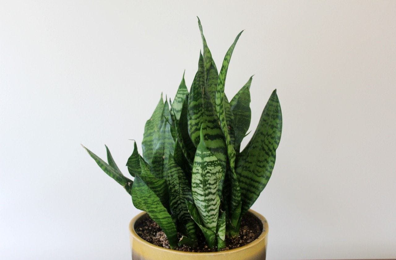 Sansevieria Plant by Studley's