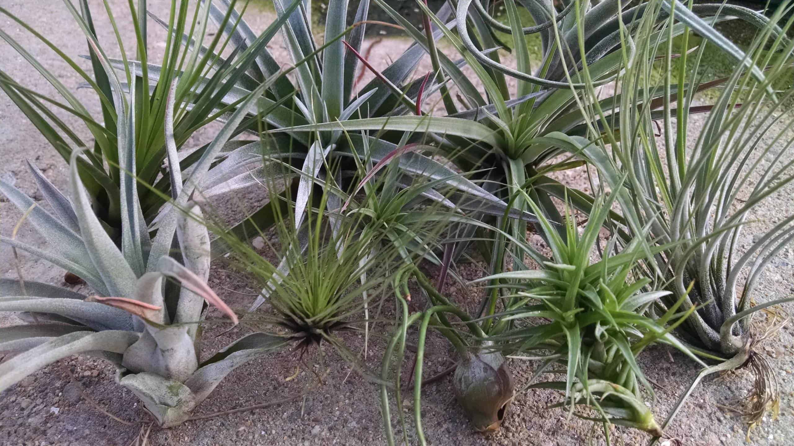 Air Plant Collection - Image 3