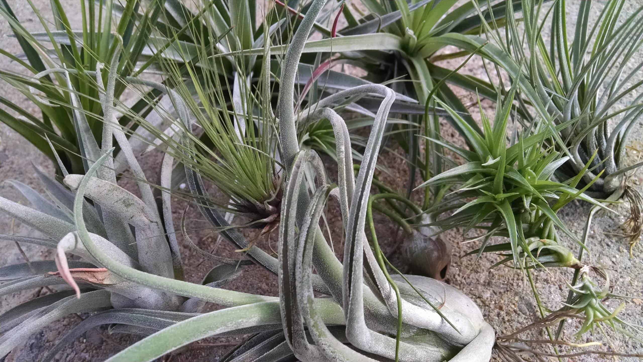 Air Plant Collection - Image 2