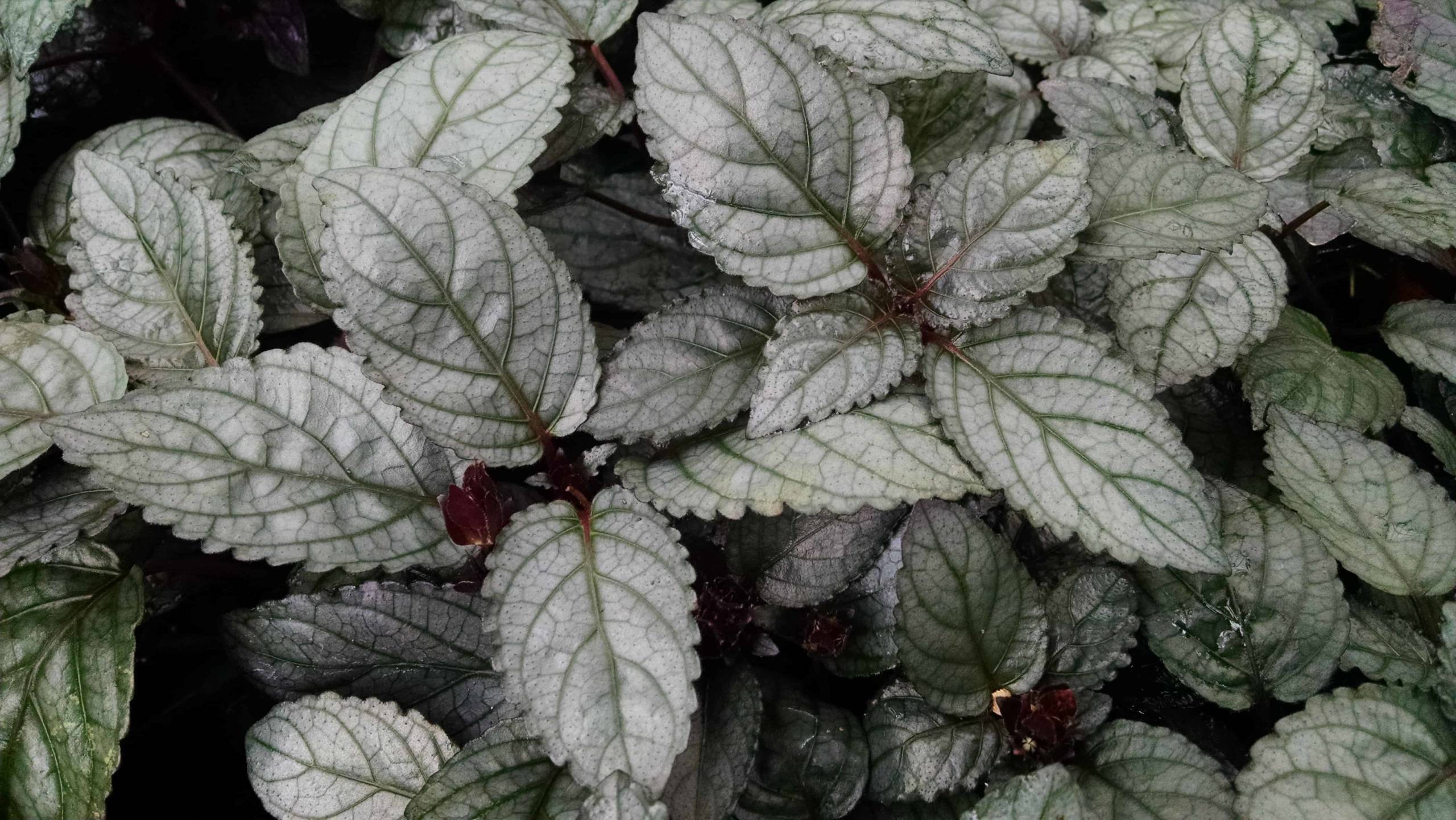 Red Flame Waffle Plant - Image 2